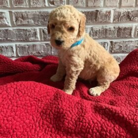 small goldendoodle puppies for sale small goldendoodle puppies for sale