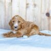 english goldendoodle puppies for sale near me