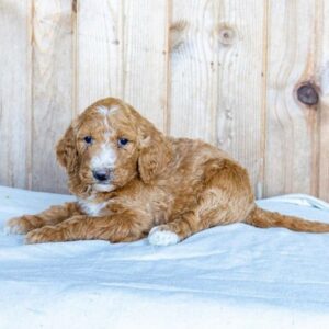 english goldendoodle puppies for sale near me