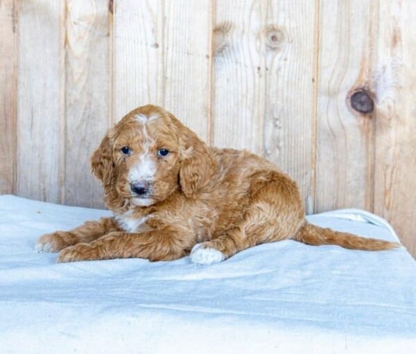 english goldendoodle puppies for sale near me