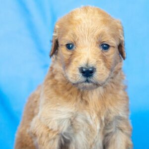 goldendoodle puppies for sale san diego