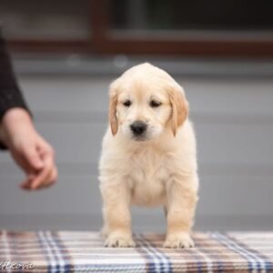 English cream golden retriever breeders near me