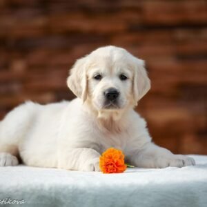 puppies for sale in mn under $200