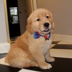 English cream golden retriever puppies for sale in pa