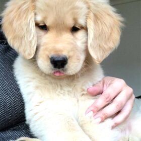 dark golden retriever puppies for sale dark golden retriever puppies for sale