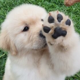 golden retriever lab mix puppies golden retriever lab mix puppies