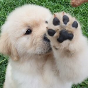 golden retriever lab mix puppies