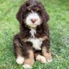 micro mini goldendoodle puppies for sale