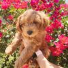 goldendoodle puppies for sale in il