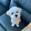Maltese poodle for sale
