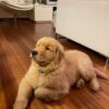 akc golden retriever puppies for sale