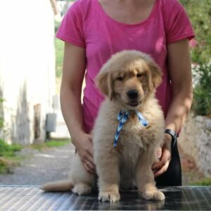 golden retriever husky mix