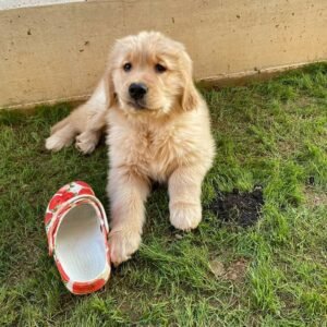 buy a golden retriever