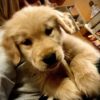 Golden retriever puppies $400