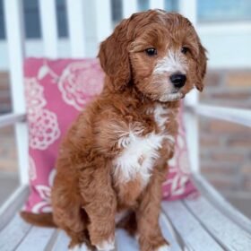 f1b goldendoodle puppies for sale in pa f1b goldendoodle puppies for sale in pa