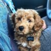 goldendoodle puppies for sale maryland