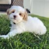 puppies for sale/puppies for sale near me/Puppy breeders near me