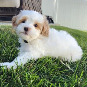 puppies for sale/puppies for sale near me/Puppy breeders near me