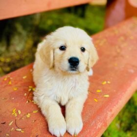 golden retriever near me