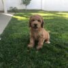 mini goldendoodle puppies for sale