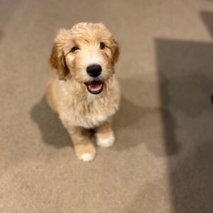 mini golden doodles for sale