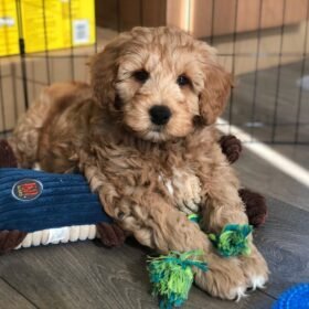 golden doodles for sale south carolina
