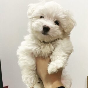 Maltese Puppies for Sale Near Me