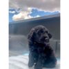 goldendoodle puppies for sale indiana