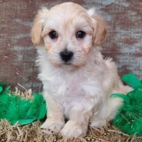Maltipoo for adoption