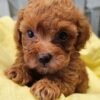 Teacup Maltipoo For Sale