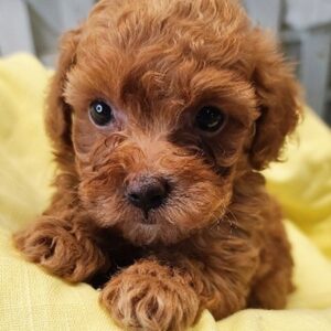 Teacup Maltipoo For Sale