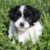 Maltipoo for sale near me