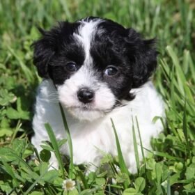 Maltipoo for sale near me