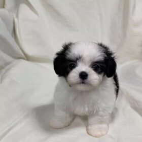Maltipoo puppies for sale near me