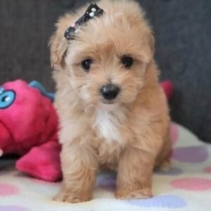 White Maltipoo Puppies for sale