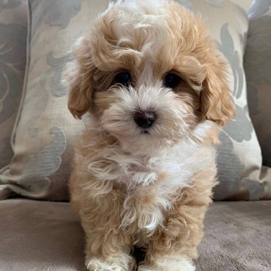Apricot Maltipoo For Sale apricot Maltipoo For Sale Near Me