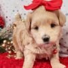 Maltipoo puppies for sale California