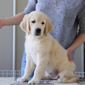 Golden retriever breeders Maryland