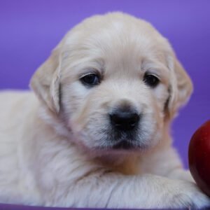 Golden retriever for sale near me