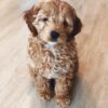 miniature goldendoodle puppies for sale near me