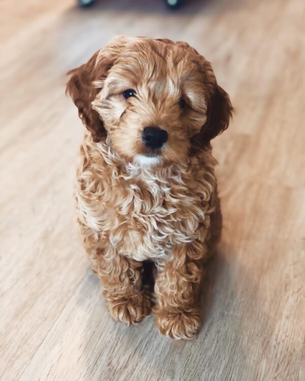 miniature goldendoodle puppies for sale near me