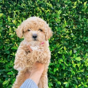 golden doodles for sale