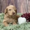 older goldendoodles for sale