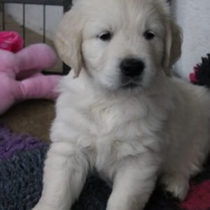 buy golden retriever puppies