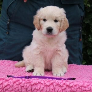 Golden retriever puppies Georgia