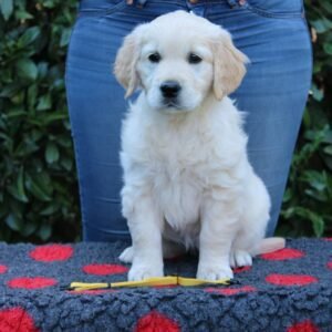 where to buy golden retriever puppies
