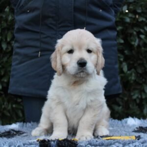 Adopt golden retriever near me
