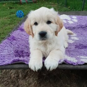 adopt a golden retriever adopt a golden retriever