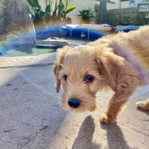 goldendoodle puppies for sale new jersey