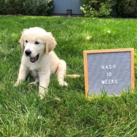 golden retriever puppies rescue